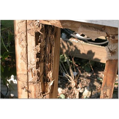 Funny Termite Pictures